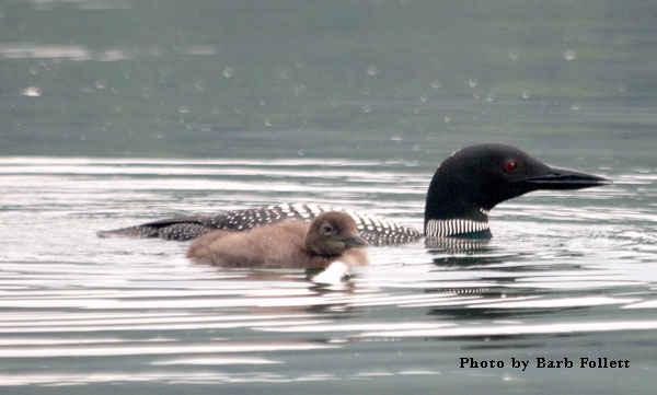 Loon and Chick on Echo Lake 2021