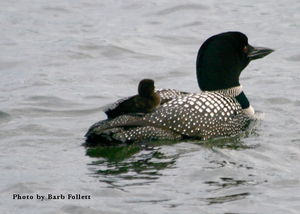 Loons 2021 Echo Lake, East Charleston Vermont