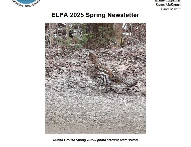 Spring Newsletter 2025 with an image of a ruffed grouse in the woods